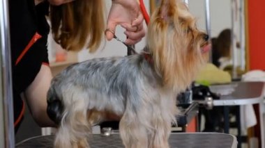 Profesyonel saç kesimi köpeği Yorkshire Teriyeri kuaförde.