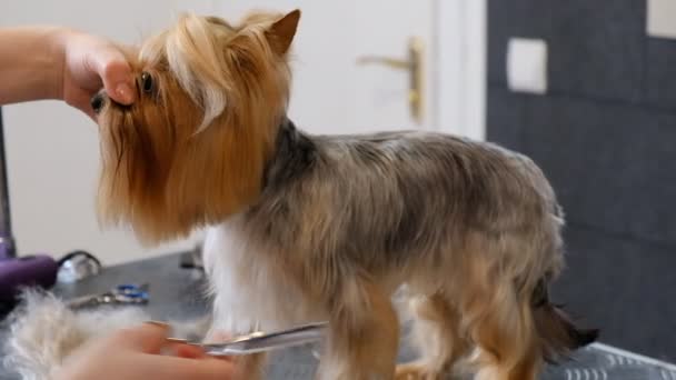 Profesyonel Saç Kesimi Köpeği Yorkshire Teriyeri Kuaförde — Stok video