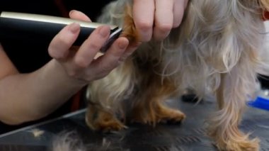 Profesyonel saç kesimi köpeği Yorkshire Teriyeri kuaförde.