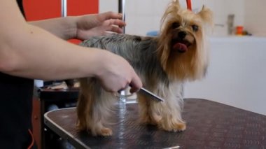 Profesyonel saç kesimi köpeği Yorkshire Teriyeri kuaförde.