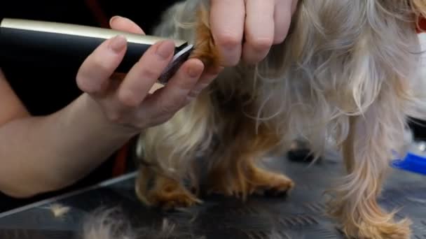 Chien Professionnel Coupe Yorkshire Terrier Dans Salon Toilettage — Video