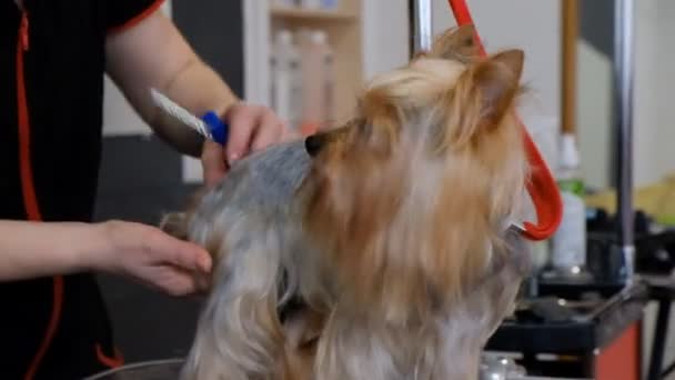 Profesjonalny Fryzjer Yorkshire Terrier Salonie Pielęgnacyjnym — Wideo stockowe