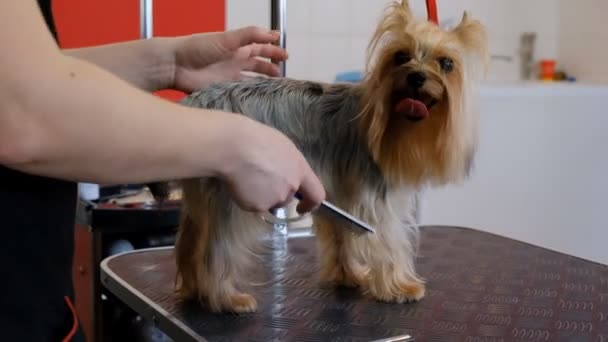 专业理发犬约克郡泰瑞埃在美容院 — 图库视频影像