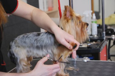 Profesyonel saç kesimi ve köpek bakımı. Yorkshire Teriyeri kuaförde..