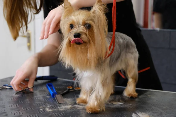 Professionell frisyr och hundvård Yorkshire Terrier i grooming salongen. — Stockfoto