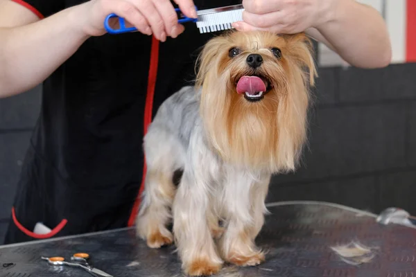 Professional haircut and dog care Yorkshire Terrier in the grooming salon.