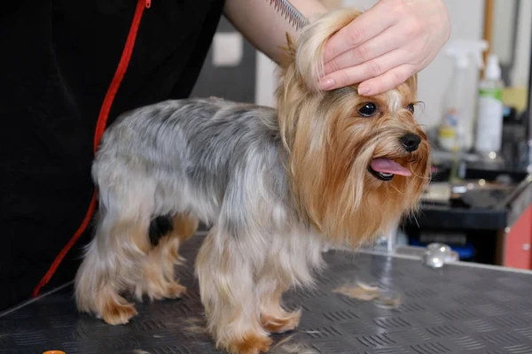 Professional haircut and dog care Yorkshire Terrier in the grooming salon.