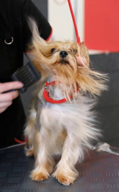 Bir kuaförde Yorkshire Teriyeri için profesyonel bakım.