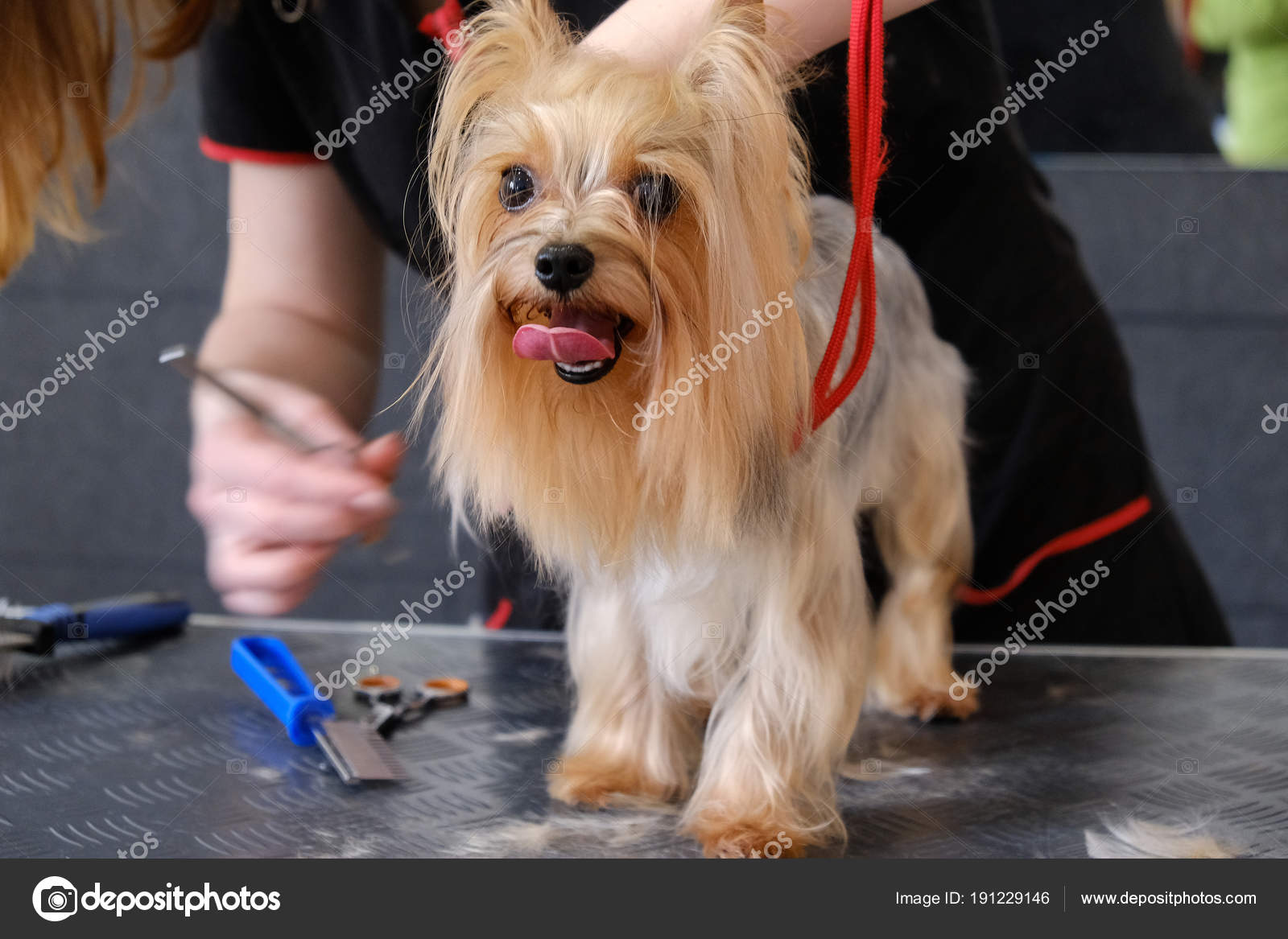 Photo Libre De Droit De Chien Yorkshire Terrier Après Coupe