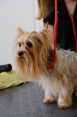 Bir kuaförde Yorkshire Teriyeri için profesyonel bakım.