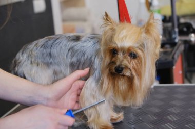 Profesyonel saç kesimi ve köpek bakımı. Yorkshire Teriyeri kuaförde..