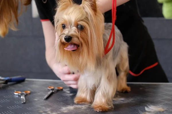 Cheveux professionnels et soins pour chiens Yorkshire Terrier dans le salon de toilettage. — Photo