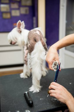 Damat Çince Tepeli köpek doğurmak
