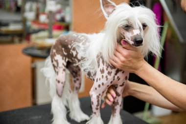 Damat Çince Tepeli köpek doğurmak
