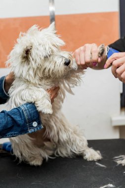 Batı dağlık beyaz korkunç köpek bakım