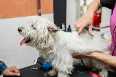 Batı dağlık beyaz korkunç köpek bakım