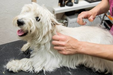 Batı dağlık beyaz korkunç köpek bakım
