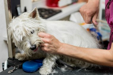 Batı dağlık beyaz korkunç köpek bakım