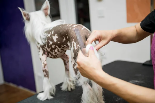 Breed Dog Grooming Chinese Crested