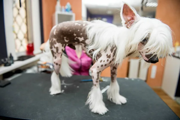 Breed Dog Grooming Chinese Crested