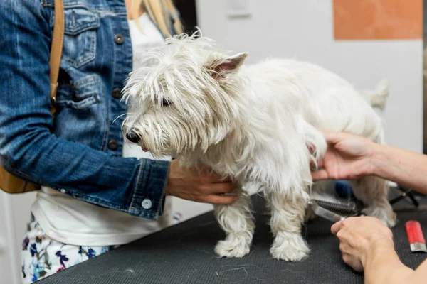 Chien West Highland White Terrier toilettage — Photo