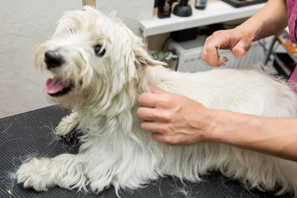 Batı dağlık beyaz korkunç köpek bakım