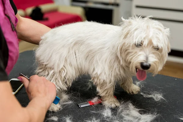 ウエスト ・ ハイランド ・ ホワイト ・ テリアの犬の毛づくろい — ストック写真