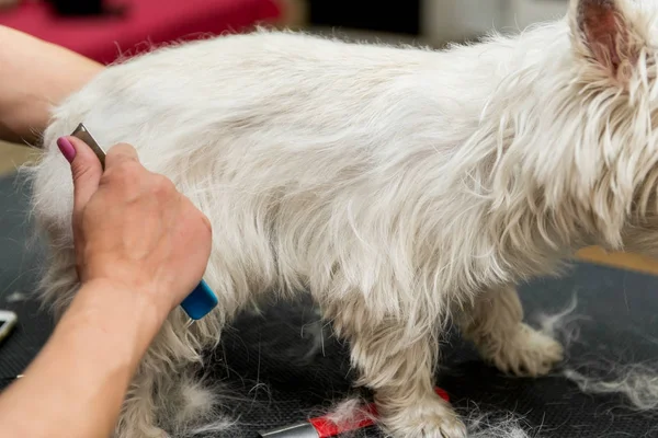 Perro West Highland White Terrier aseo — Foto de Stock