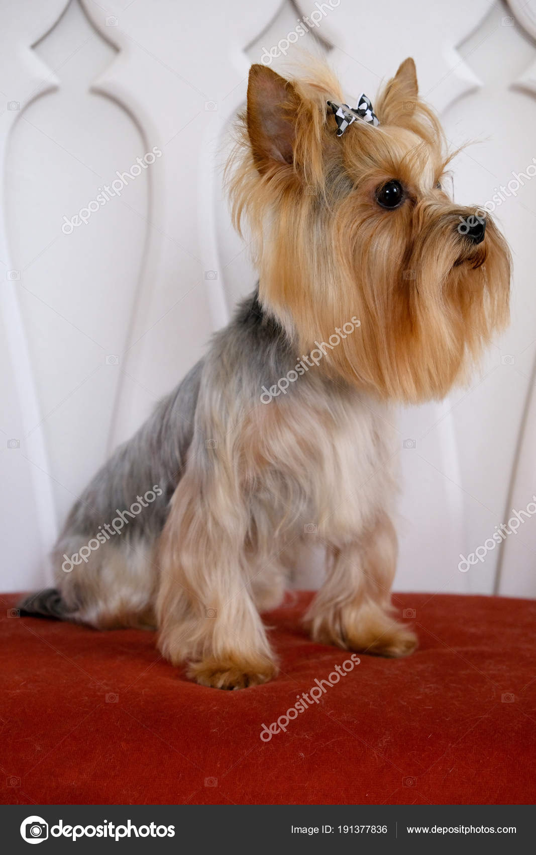 professional haircut and dog care yorkshire terrier in the