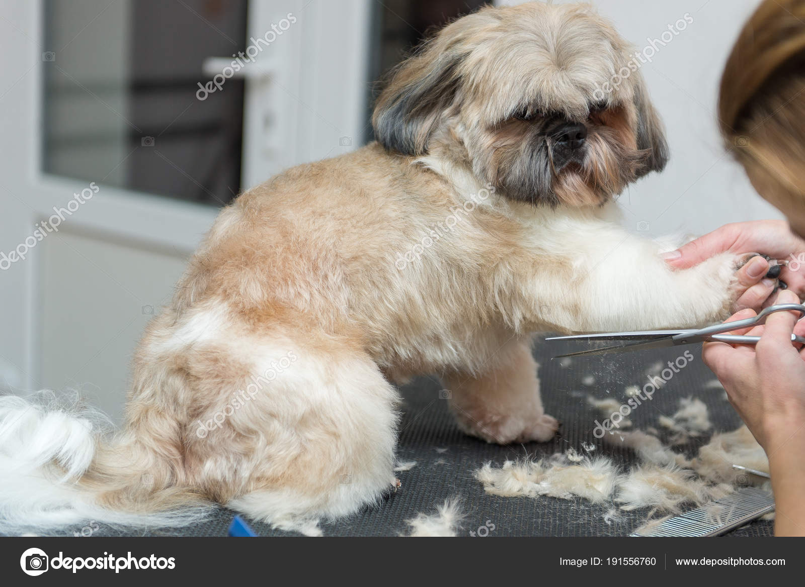 Perros Peluquería Shih Tzu Criar Salón Profesional Aseo Mascotas Cabina —  Foto de stock #191556760 © Serg0403, image size:1600x1168