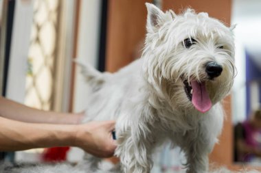 Dog West Highland beyaz teriyer tımarı. Köpek bakımı. Usta beyaz teriyer köpeğini kırp.