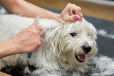 Dog West Highland beyaz teriyer tımarı. Köpek bakımı. Usta beyaz teriyer köpeğini kırp.
