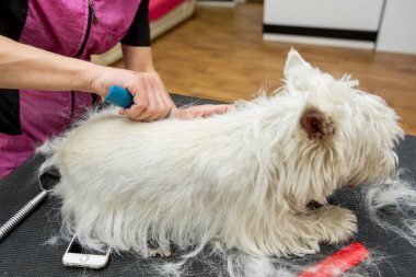 Dog West Highland beyaz teriyer tımarı. Köpek bakımı. Usta beyaz teriyer köpeğini kırp.