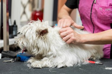 Dog West Highland beyaz teriyer tımarı. Köpek bakımı. Usta beyaz teriyer köpeğini kırp.