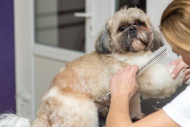 profesyonel bir salonda Shih Tzu doğurmak köpek damat. Kabin içinde evde beslenen hayvan damat.