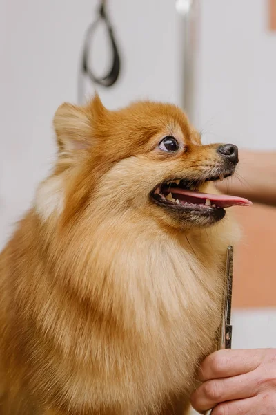 Köpekleri Tımar Eden Spitz Pomeranya Köpeği Kulübede Köpek Için Profesyonel — Stok fotoğraf