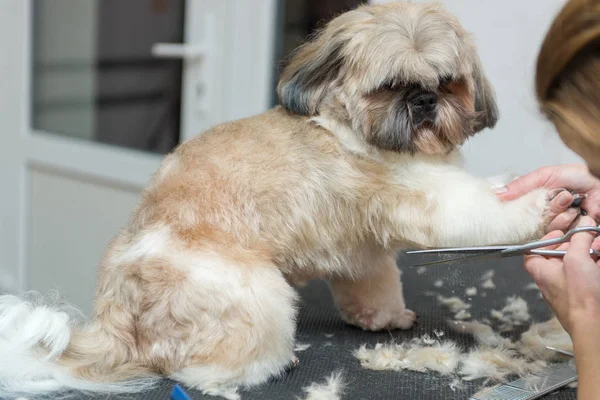 grooming dogs of Shih Tzu breed in a professional salon. Pet grooming in the cabin.