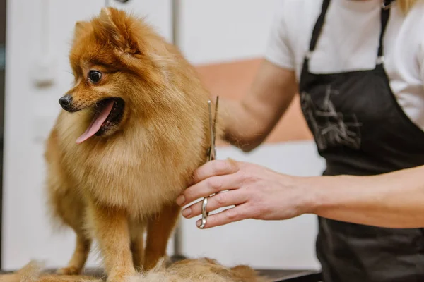 Grooming Hundar Spitz Pommerska Kabinen Professionell Vård För Hunden — Stockfoto