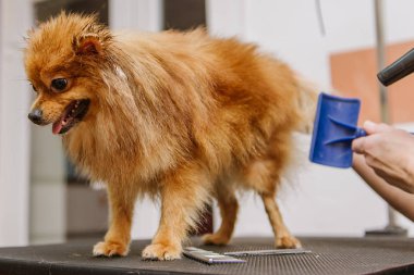 Kuaförde Pomeranian Spitz için profesyonel bakım. Profesyonel köpek kurutma..