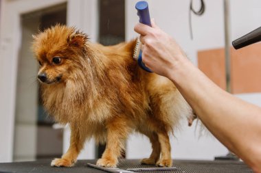 Kuaförde Pomeranian Spitz için profesyonel bakım. Profesyonel köpek kurutma..