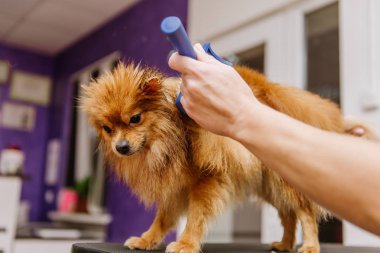 Kuaförde Pomeranian Spitz için profesyonel bakım. Profesyonel köpek kurutma..