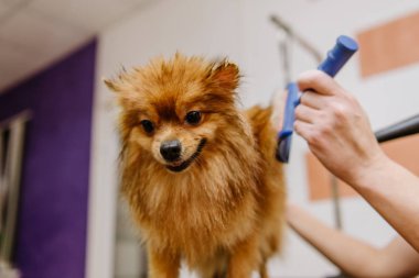 Kuaförde Pomeranian Spitz için profesyonel bakım. Profesyonel köpek kurutma..