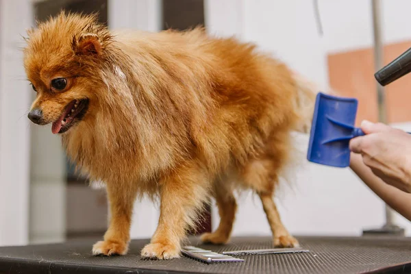 Професійний Догляд Собакою Померанський Шпіц Розпліднику Висушений Пес — стокове фото