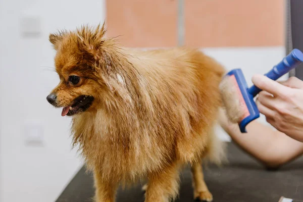 Professionell Vård För Hunden Pommerska Spitz Grooming Salongen Professionell Hundtorkning — Stockfoto