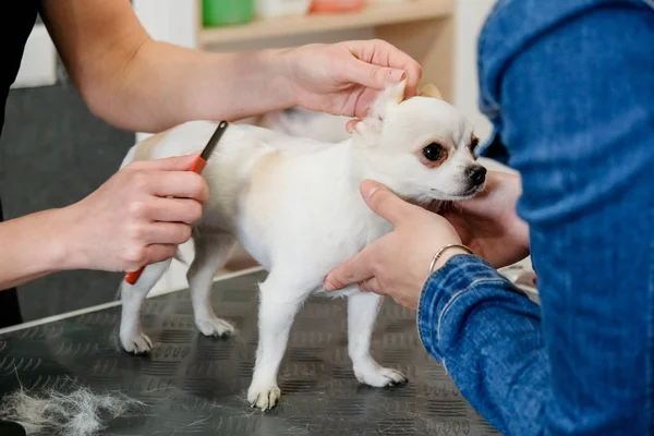 Професійний догляд за собакою чихуахуа в салоні для догляду . — стокове фото