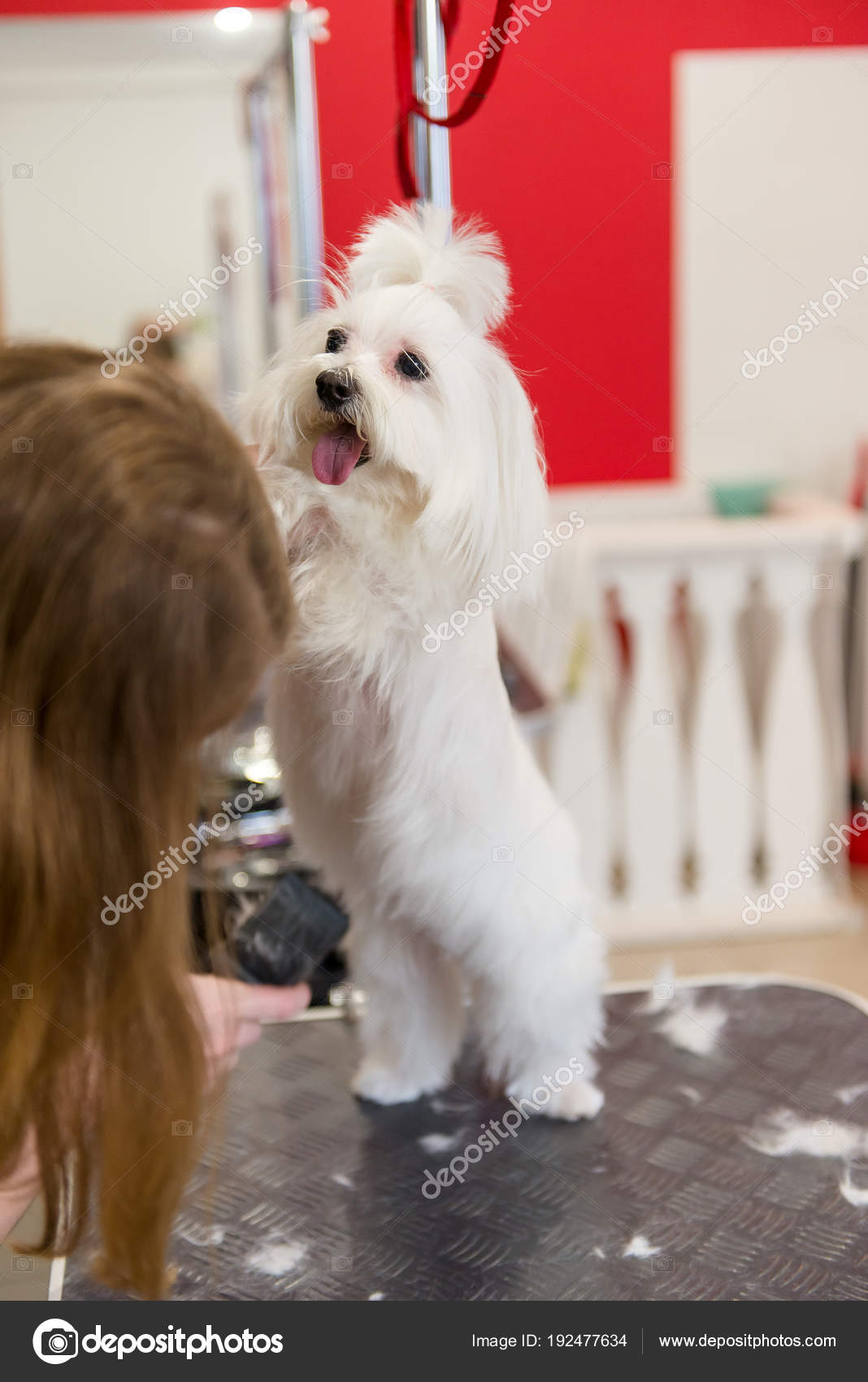Professional Care For The Dog Maltese Lap Dog Grooming The Dog In