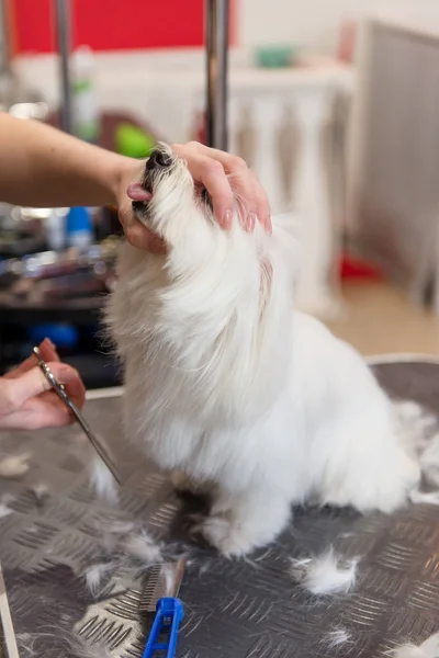 Professionell vård för hund maltesiska lap hunden. Grooming hund i grooming salong. — Stockfoto