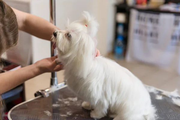 Cuidados profissionais para o cão cão de colo maltês. Arrumar o cão no salão de arrumação . — Fotografia de Stock