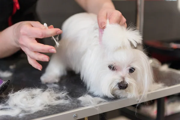 Cura professionale per il cane cagnolino maltese. Curare il cane nel salone di toelettatura . — Foto Stock