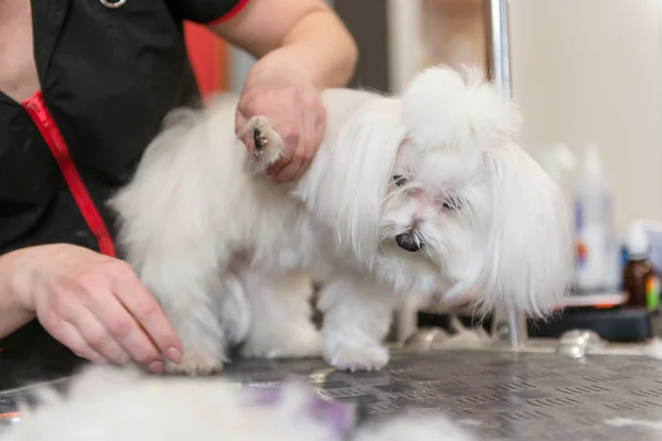 Soins professionnels pour le chien chien genoux maltais. toiletter le chien dans le salon de toilettage . — Photo